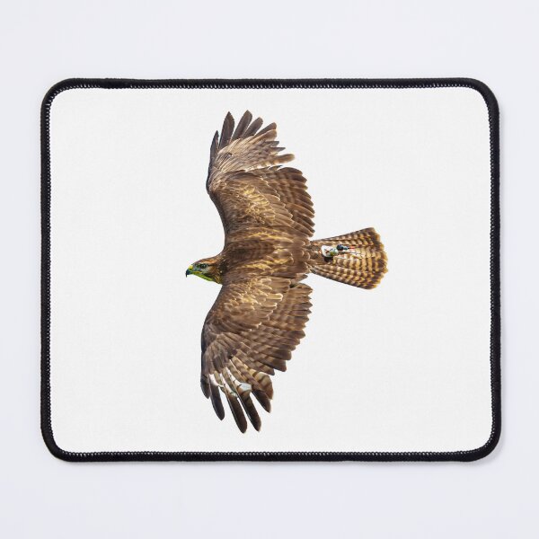 Item preview, Buzzard displaying falconry telemetry designed and sold by Dalyndigital Photography.