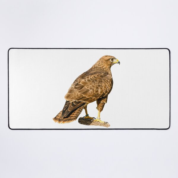 Item preview, Buzzard on a branch designed and sold by Dalyndigital Photography.