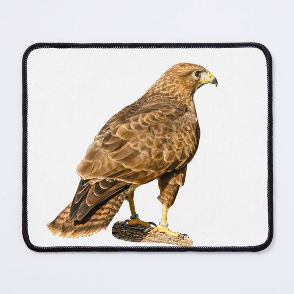 Item preview, Buzzard on a branch designed and sold by Dalyndigital Photography.