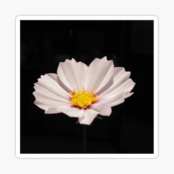 Flower - цветок Sticker