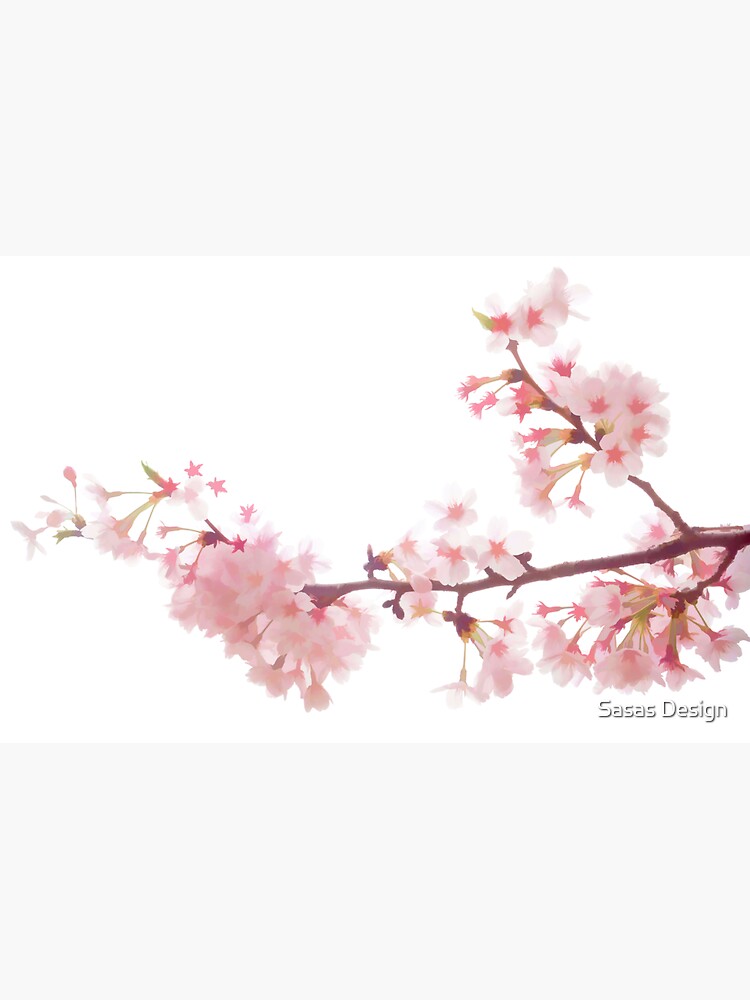 Sticker Branche de fleurs blanches sakura isolé 