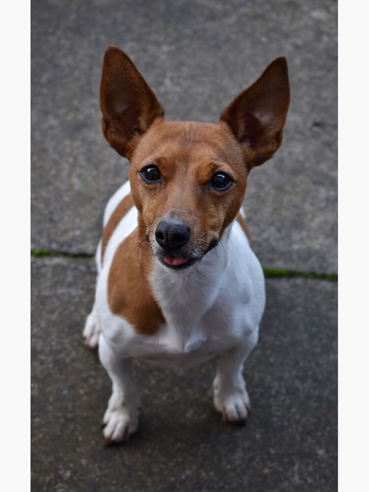 Thumbnail 3 of 3, Sticker, Jack Russell designed and sold by Armstrong-photo.