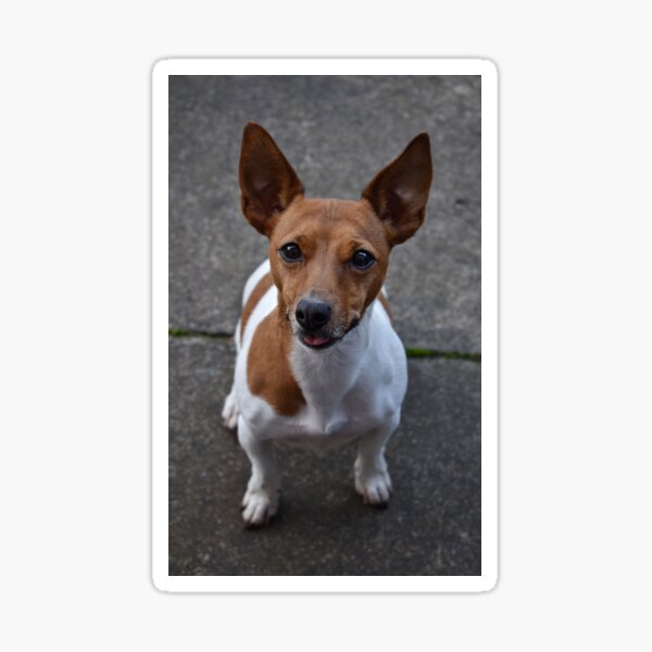 Jack Russell Sticker
