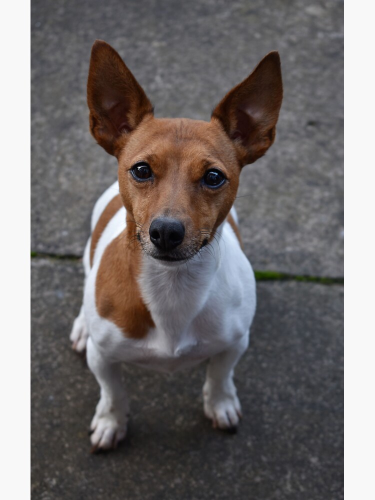 Thumbnail 3 of 3, Sticker, Jack Russell designed and sold by Armstrong-photo.