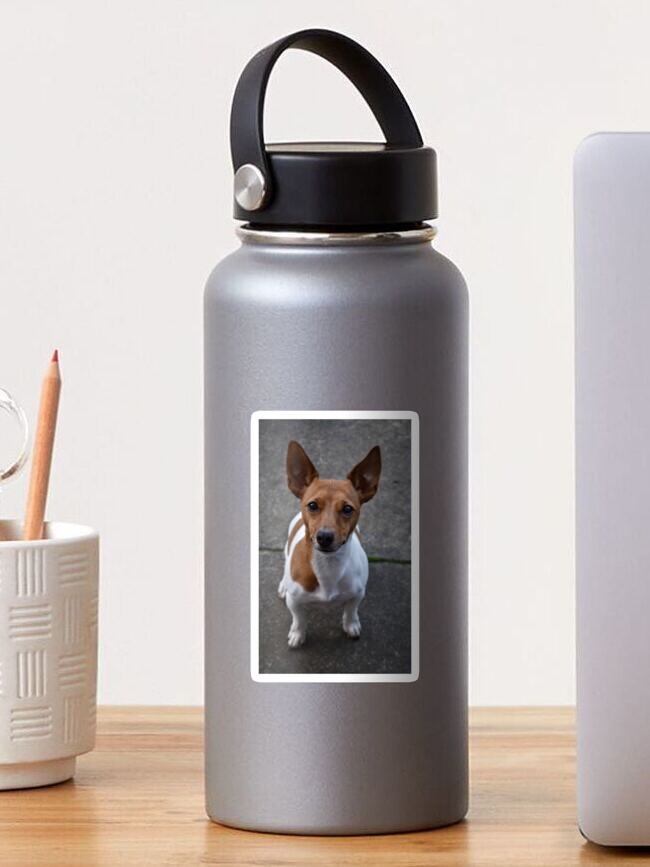 Thumbnail 1 of 3, Sticker, Jack Russell designed and sold by Armstrong-photo.