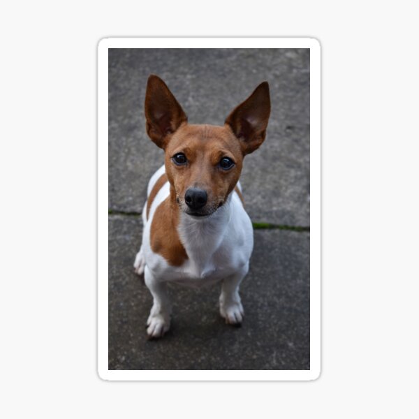 Jack Russell Sticker