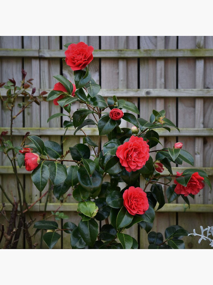 Thumbnail 3 of 3, Sticker, Red Roses designed and sold by Armstrong-photo.