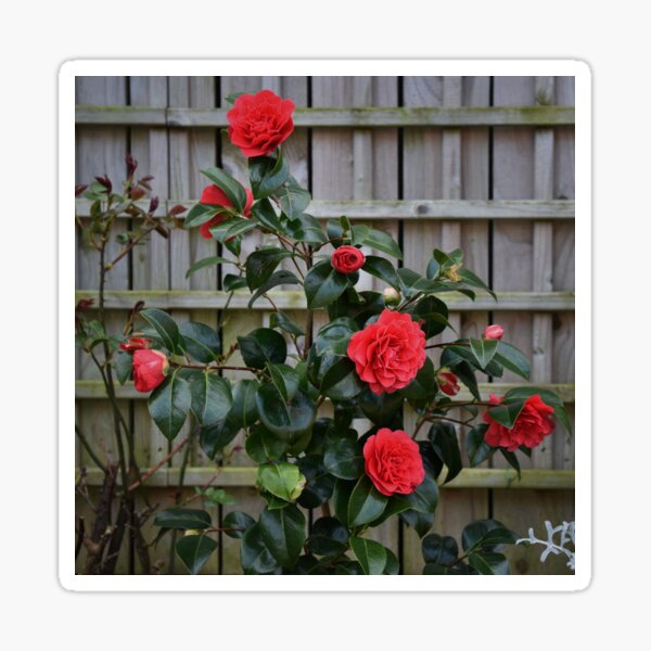 Red Roses Sticker