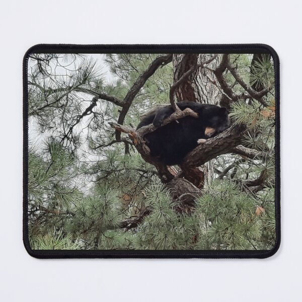 Item preview, Bear Sleeping in a Tree Photography designed and sold by Zyrickora.