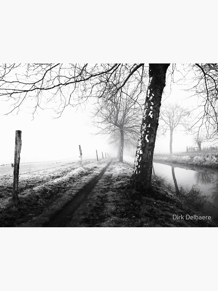 Misty trees by Delbaere