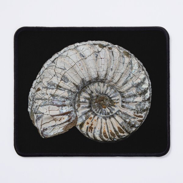 Item preview, fossil / shell designed and sold by marcrolandscape.