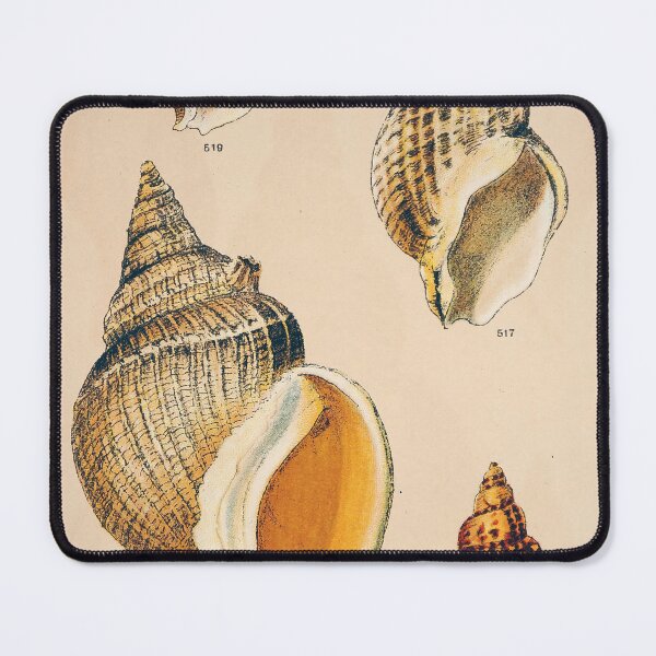 Item preview, Sepia Seashell Wall Art | Nautical Print | Bathroom Wall Art | Beach Decor designed and sold by archerfield.