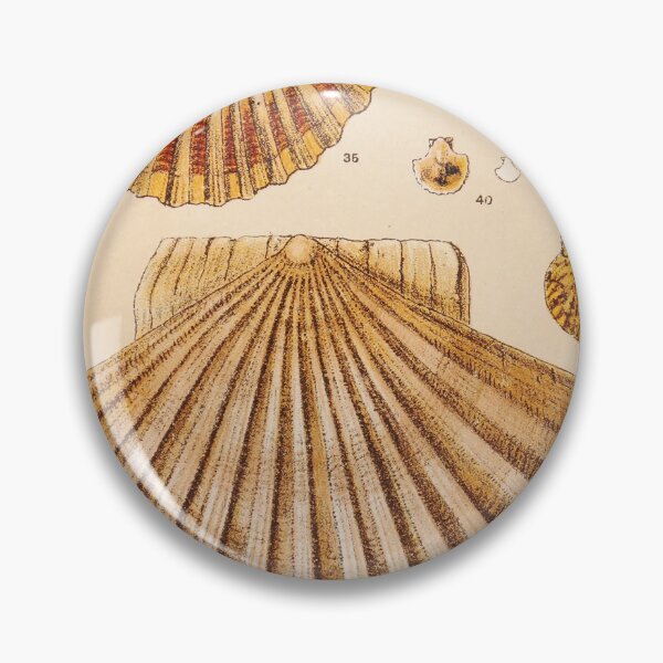 Item preview, Vintage Shell Print | Gallery Wall Art | Bathroom Wall Print | Beach House Decor | Coastal Print designed and sold by archerfield.