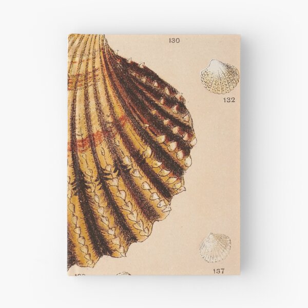 Item preview, Vintage Shell Print | Coastal Art | Bathroom Wall Print | Beach House Decor designed and sold by archerfield.