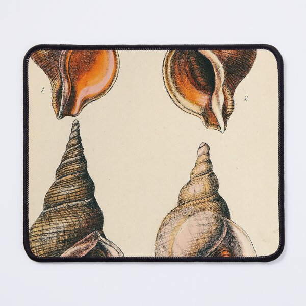 Item preview, Shell Illustration Wall Print | Vintage Shell Print | Oyster Shell Art Print | Beach House Decor designed and sold by archerfield.