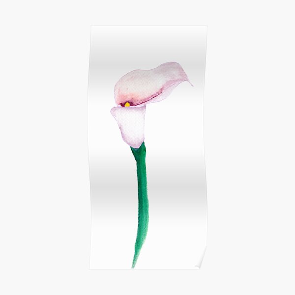 Pósters: Lirio De Cala | Redbubble Pósters: Lirio De Cala | Redbubble