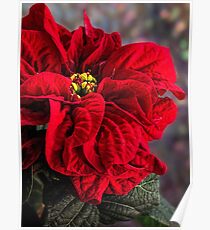 Weihnachtsstern, Winterrose Poster