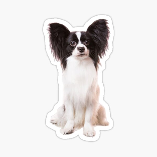 Stickers Chat Et Papillons, Stickers Animaux