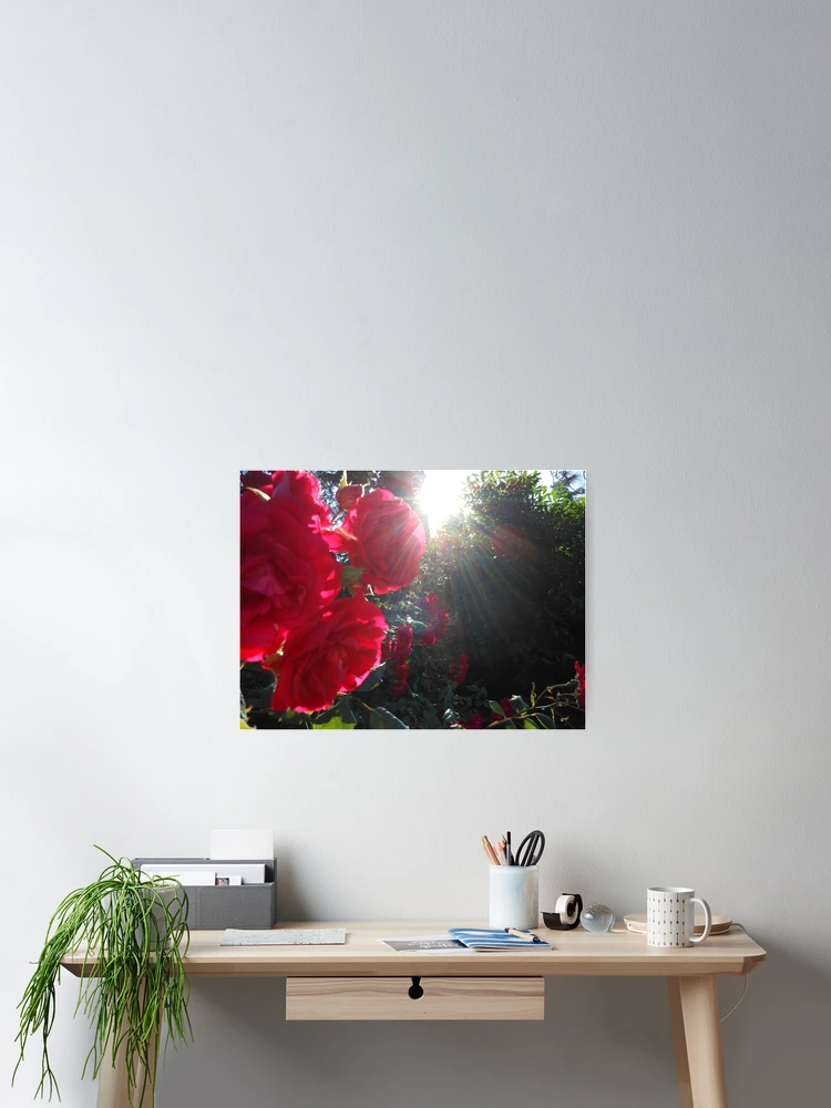 Thumbnail 2 of 3, Poster, Red Roses In Cluster designed and sold by Kashmere1646.