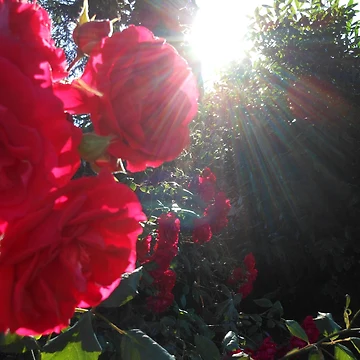 Artwork thumbnail, Red Roses In Cluster by Kashmere1646