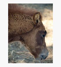 Baby Fur Photographic Print
