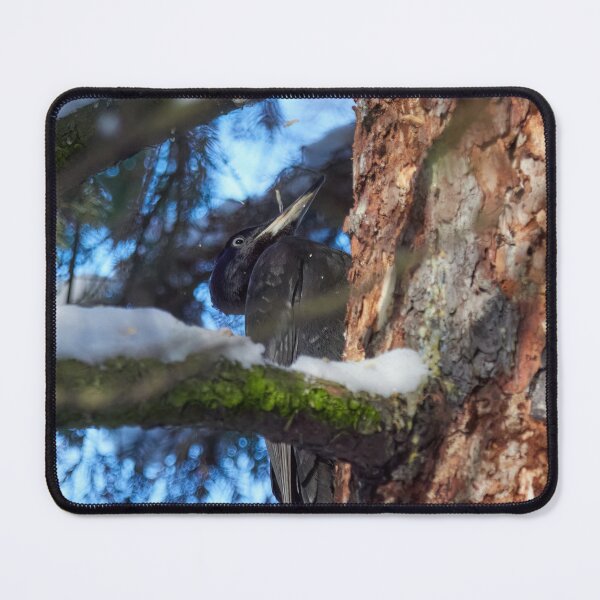 Item preview, Working hours. Black woodpecker designed and sold by Jouko Lehto Photography.