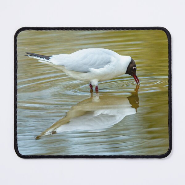 Item preview, Black Headed Gull Reflections designed and sold by Dalyndigital Photography.