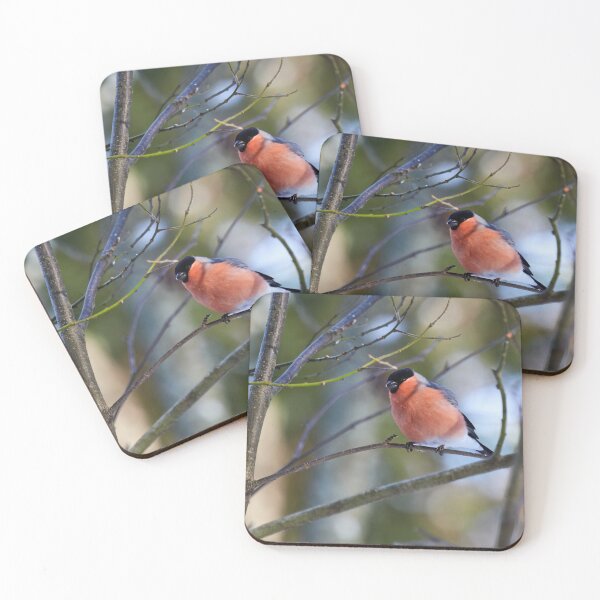 Item preview, Getting some sun. Eurasian bullfinch designed and sold by Jouko Lehto Photography.