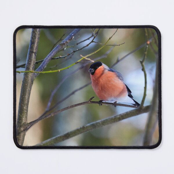 Item preview, Getting some sun. Eurasian bullfinch designed and sold by Jouko Lehto Photography.