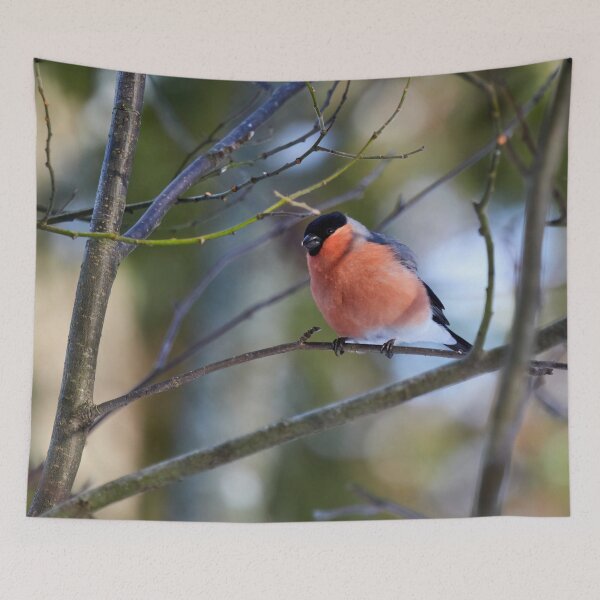 Item preview, Getting some sun. Eurasian bullfinch designed and sold by Jouko Lehto Photography.