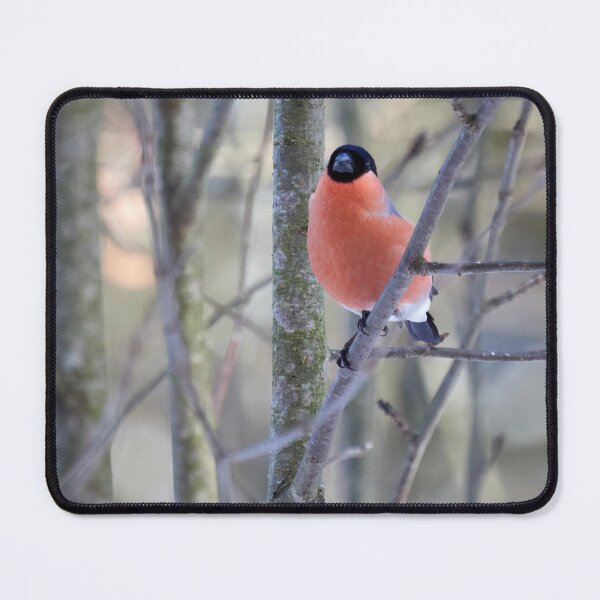 Item preview, In the soft light. Eurasian bullfinch designed and sold by Jouko Lehto Photography.