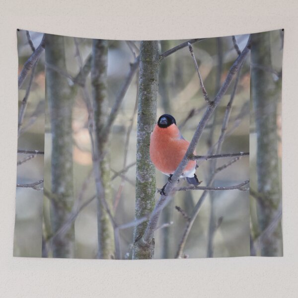 Item preview, In the soft light. Eurasian bullfinch designed and sold by Jouko Lehto Photography.