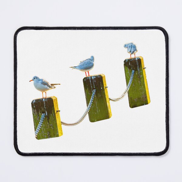 Item preview, Socially distancing Gulls designed and sold by Dalyndigital Photography.