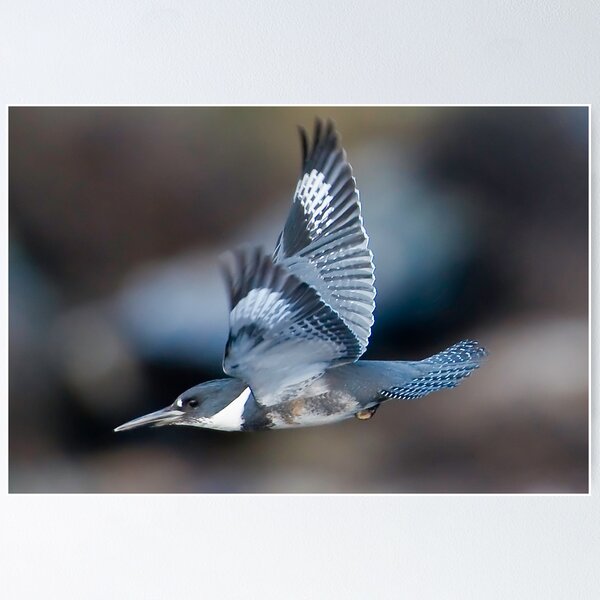 Item preview, Male Belted Kingfisher at Speed designed and sold by David Friederich.