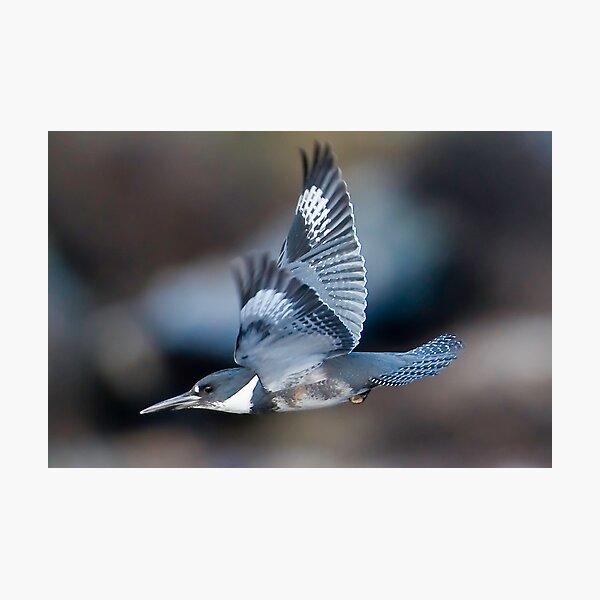 Item preview, Male Belted Kingfisher at Speed designed and sold by David Friederich.