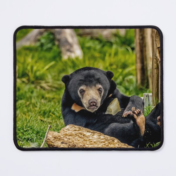 Item preview, Sun Bear Cub designed and sold by Darren Wilkes.
