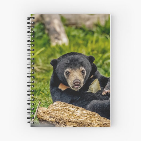 Item preview, Sun Bear Cub designed and sold by Darren Wilkes.