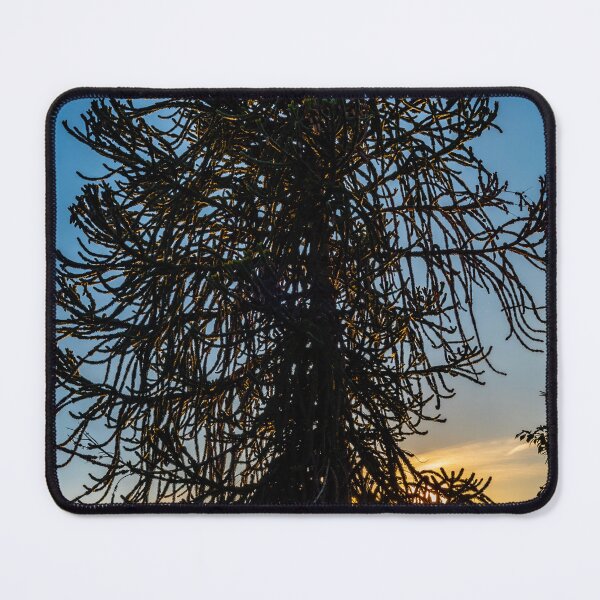 Item preview, Beautiful Tree and Pampas Grass with Sunlight designed and sold by Mats Silvan.