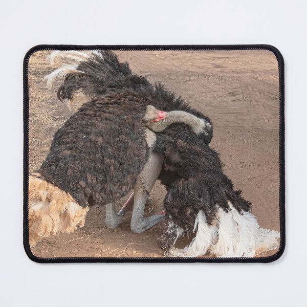 Item preview, Ostrich Display designed and sold by Graz-Photos.