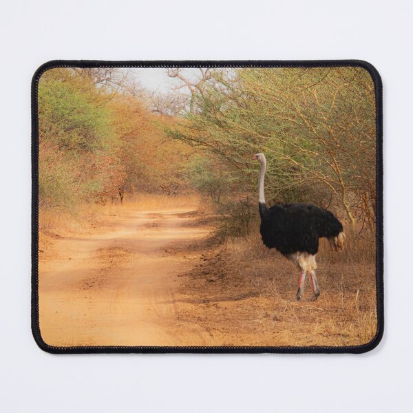 Item preview, Ostrich designed and sold by Graz-Photos.
