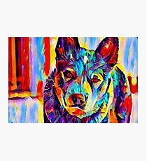 Australian Cattle Dog Photographic Print