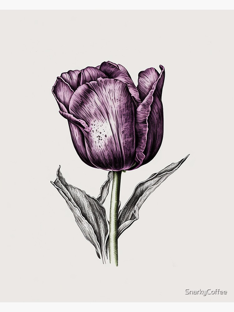 A tulip flower with leaves one the drawing Vector Image