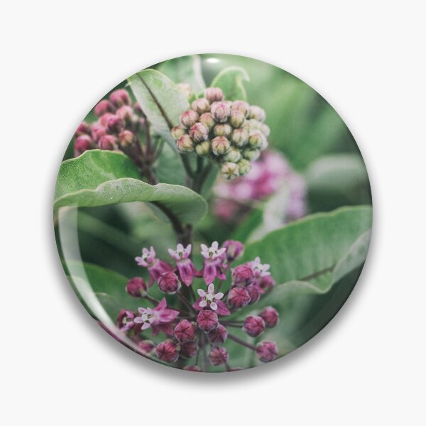 Item preview, Swamp Milkweed (Asclepias incarnata) in Nature designed and sold by Phanaturalis.