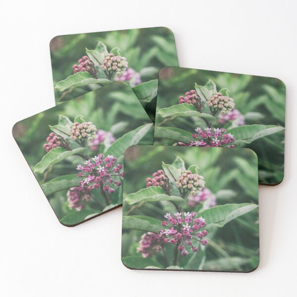Item preview, Swamp Milkweed (Asclepias incarnata) in Nature designed and sold by Phanaturalis.