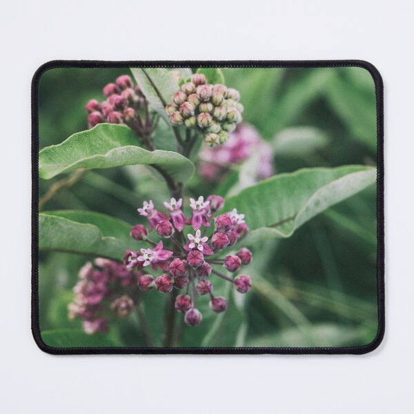 Item preview, Swamp Milkweed (Asclepias incarnata) in Nature designed and sold by Phanaturalis.