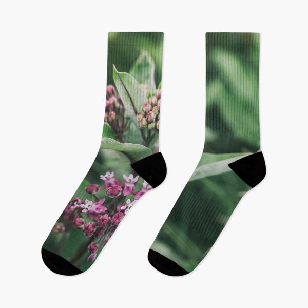 Item preview, Swamp Milkweed (Asclepias incarnata) in Nature designed and sold by Phanaturalis.