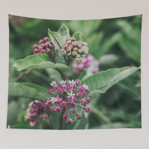 Item preview, Swamp Milkweed (Asclepias incarnata) in Nature designed and sold by Phanaturalis.