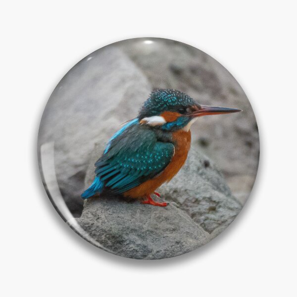 Item preview, Kingfisher on the rocks designed and sold by Willtompsett.