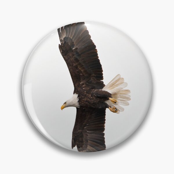 Item preview, Bald eagle flying with full wingspan designed and sold by KRFNatureGifts.