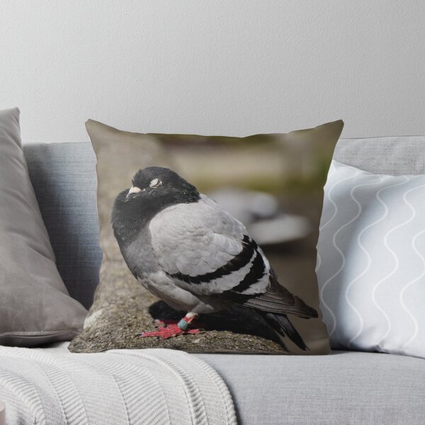 Item preview, Sleeping pigeon designed and sold by rainbowcho.